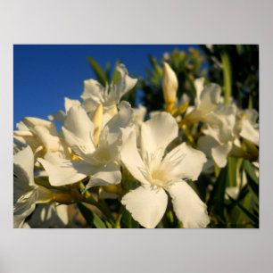 Bossen en blauwe hemden poster