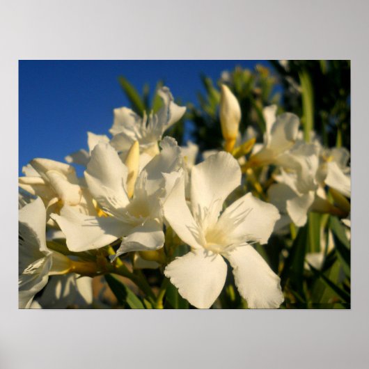 Bossen en blauwe hemden poster (Voorkant)