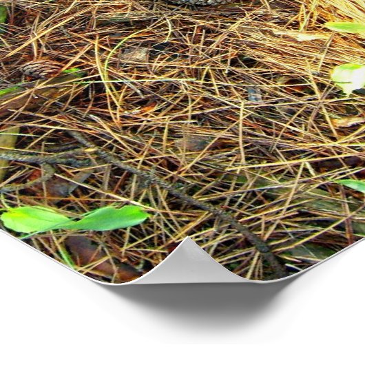 Bossen Floor-Pinecones enz..Poster Poster (Hoek)