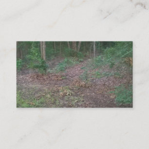 Bossen Forest Trees Natuur Groene Visitekaartjes