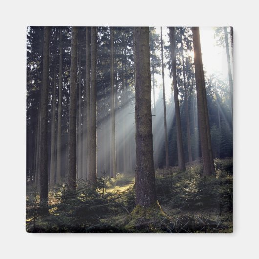 Bossen in Beieren Magneet (Voorkant)