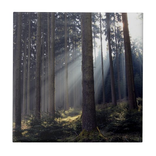 Bossen in Beieren Tegeltje (Voorkant)