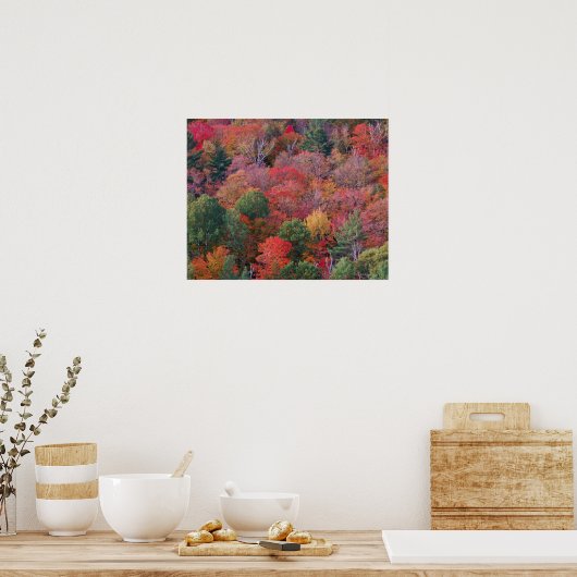 Bossen in de herfst met herfst bladeren. Algonquin Poster (Keuken)