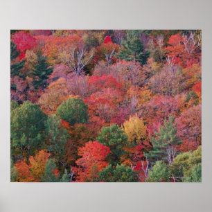 Bossen in de herfst met herfst bladeren. Algonquin Poster