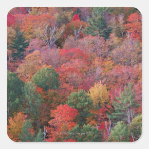 Bossen in de herfst met herfst bladeren. Algonquin Vierkante Sticker
