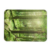 Bossen in het Nationaal Park Killarney | Kerry, Ie Magneet (Horizontaal)