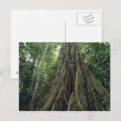 Bossen in het regenwoud, Corcovado Briefkaart (Voorkant / Achterkant)