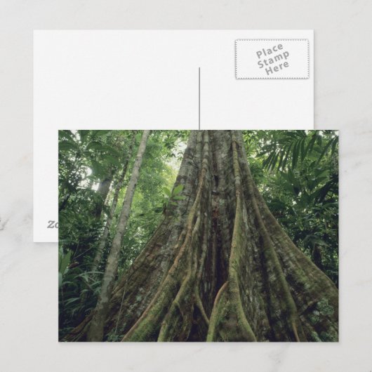 Bossen in het regenwoud, Corcovado Briefkaart (Voorkant / Achterkant)