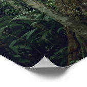 Bossen in het regenwoud, Corcovado Poster (Hoek)