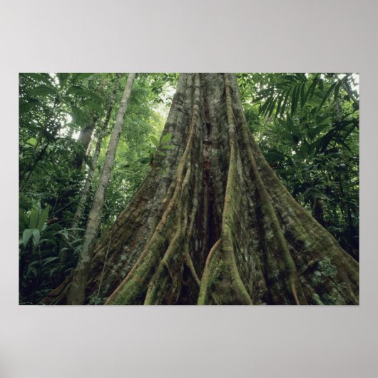 Bossen in het regenwoud, Corcovado Poster (Voorkant)