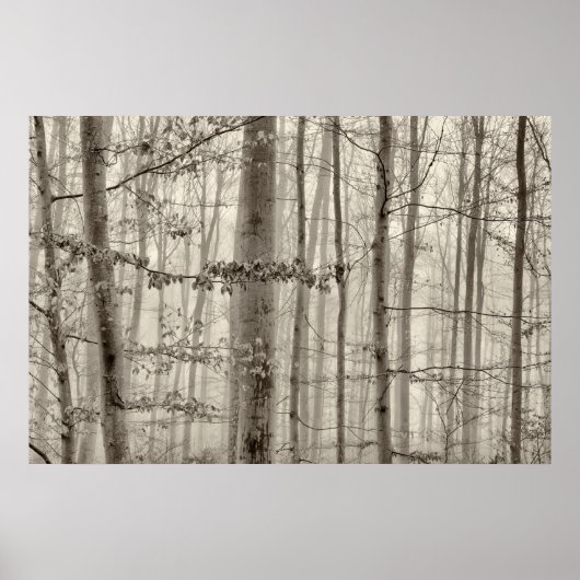 Bossen met ochtendmist achter de bomen poster (Voorkant)