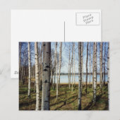 Bossen met sierbomen in Finland Briefkaart (Voorkant / Achterkant)