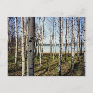 Bossen met sierbomen in Finland Briefkaart