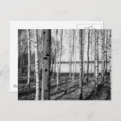 Bossen met vogelbomen door een meer in Finland Briefkaart (Voorkant / Achterkant)