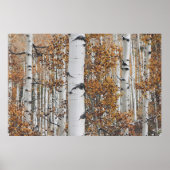 Bossen met vogelbomen poster (Voorkant)