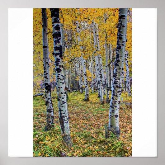 Bossen najaar poster (Voorkant)