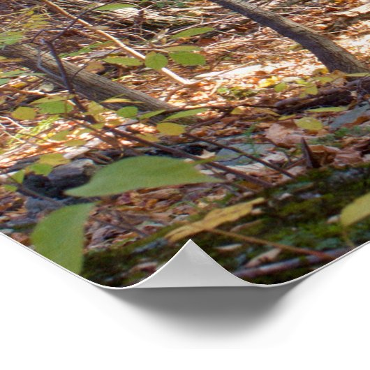 Bossen najaar poster (Hoek)