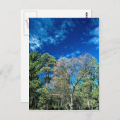 Bossen op het staatspark Mt. Laguana, Cleveland, O Briefkaart (Voorkant / Achterkant)