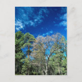 Bossen op het staatspark Mt. Laguana, Cleveland, O Briefkaart (Voorkant)