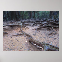 Bossen op Mt. Kurama Poster