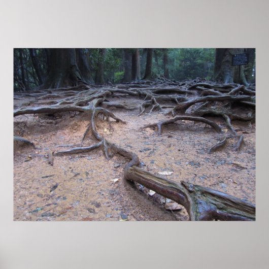 Bossen op Mt. Kurama Poster (Voorkant)