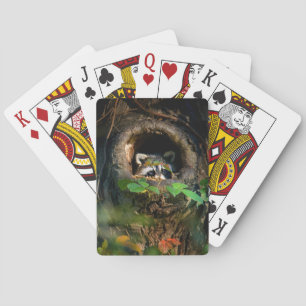 Bossen Raton die gluurt Pokerkaarten