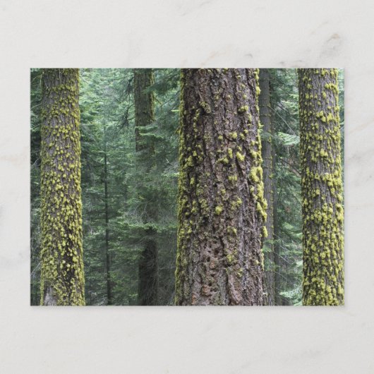 Bossen, Sequoia en Sequoia met reuzenbomen Briefkaart (Voorkant)