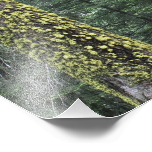 Bossen, Sequoia en Sequoia met reuzenbomen Foto Afdruk (Hoek)