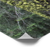 Bossen, Sequoia en Sequoia met reuzenbomen Poster (Hoek)