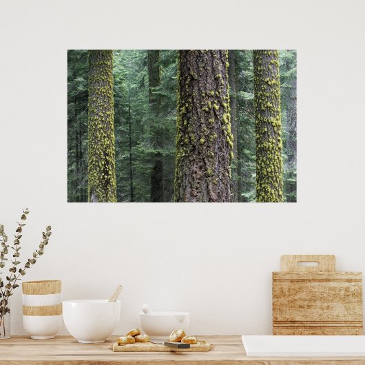 Bossen, Sequoia en Sequoia met reuzenbomen Poster (Keuken)