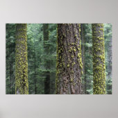 Bossen, Sequoia en Sequoia met reuzenbomen Poster (Voorkant)