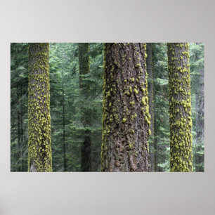 Bossen, Sequoia en Sequoia met reuzenbomen Poster