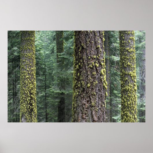 Bossen, Sequoia en Sequoia met reuzenbomen Poster (Voorkant)