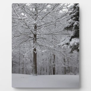Bossen-Uitzicht Fotoplaat