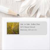 Bossen van Aspen-bomen in het najaar Etiket (Insitu)