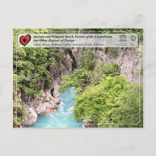 Bossen van beuken van de Oudheid en de Primeval - Briefkaart (Voorkant)