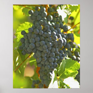 Bossen van de druiven Cabernet Sauvignon in het Ch Poster