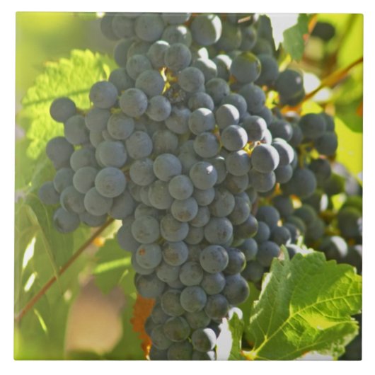 Bossen van de druiven Cabernet Sauvignon in het Ch Tegeltje (Voorkant)