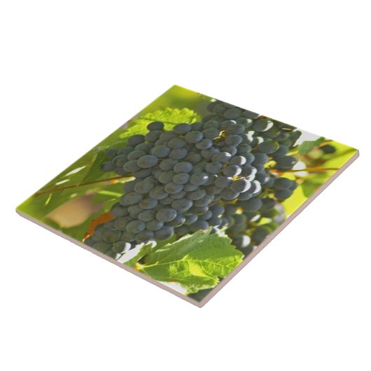 Bossen van de druiven Cabernet Sauvignon in het Ch Tegeltje (Zijkant)