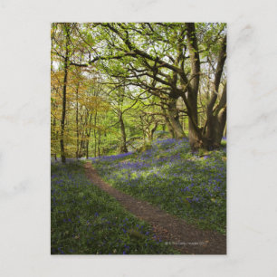 Bossen van de lente briefkaart