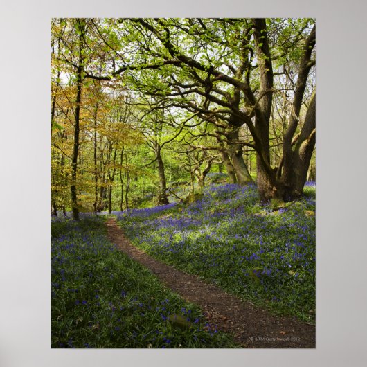 Bossen van de lente poster (Voorkant)
