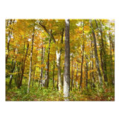 Bossen van geelbladeren Autumn Landschap Foto Afdruk (Voorkant)