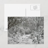 Bossen van het winterWonderland in de sneeuwfoto Briefkaart (Voorkant / Achterkant)