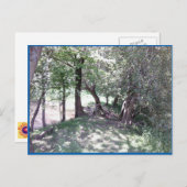 Bossen van Pond Photo Briefkaart (Voorkant / Achterkant)