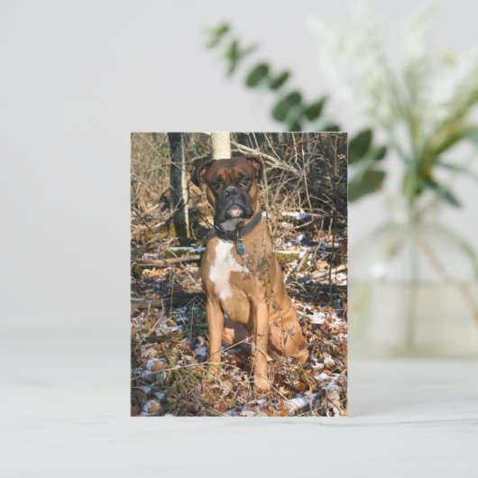 Bossen Walk Boxer Briefkaart (Staand voorkant)