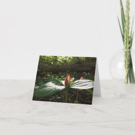 Bossen Wandelen Trillium Dank u kaarten (Voorkant)