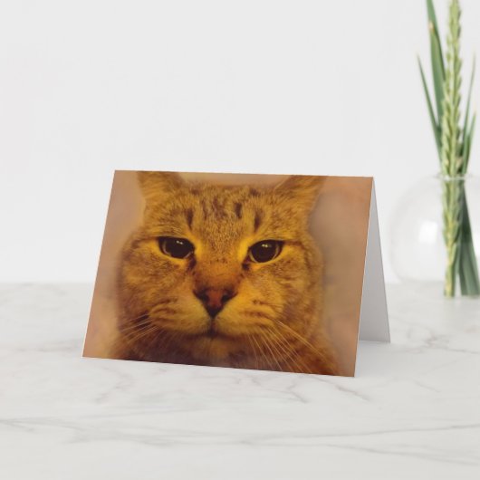 Bossy Impatient Cat komt goed Kaart (Voorkant)