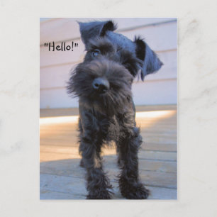 Bossy Little Miniature Schnauzer Puppy Briefkaart