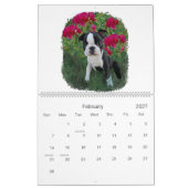 Boston Babies 2 Kalender (Feb 2027)