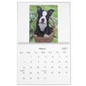 Boston Babies 2 Kalender (Mar 2027)